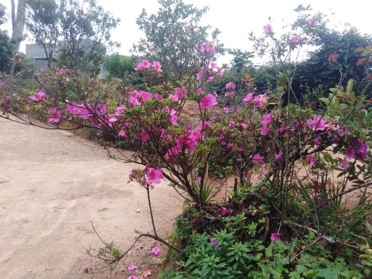 Forest Cyniciam Homestay Ohiya Bagian luar foto