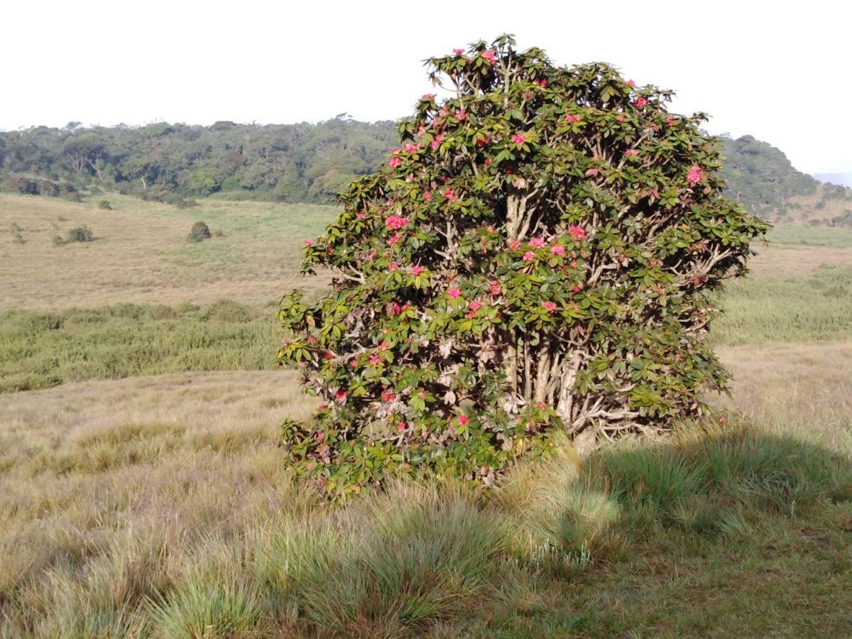 Forest Cyniciam Homestay Ohiya Bagian luar foto